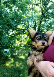 MAle YORKSHIRE TERRIER