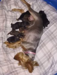 6 Yorkie pups will be up for sale mid September. 2 male and 4 female
