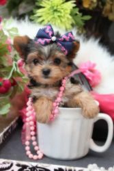 Bluffy Teacup Yorkshire terriers now