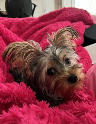 Yorkie AKC pure breed for sale