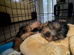 18 wk old male Yorkshire Terrier for sale