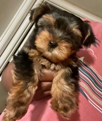 Yorkie Looking For Good Home