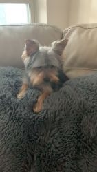 5 month old crate trained purebred Yorkshire terrier!