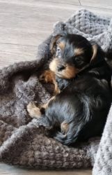 Yorkshire Puppies For Sale