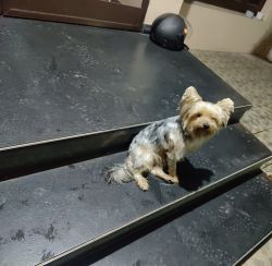 Yorkshire terrier breed aged 1.5 yrs.