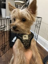 4 month old Yorkie (1/4 Chihuahua)