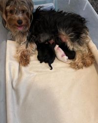 Yorkie pups For Sale
