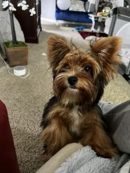 AKC MALE YORKIE POTTY TRAINED 7 months male