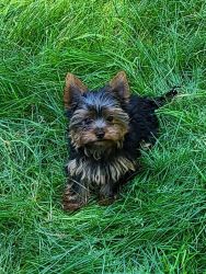 Yorkie and Yorkie m8xed puppies