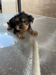 6 yorkie puppies for sale
