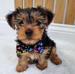 Available Yorkie Pups