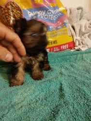 Yorkie for sale. Male 600. Female 700