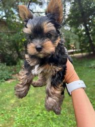 2 Month Old Yorkie