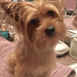 Cute yorkies puppies for sale