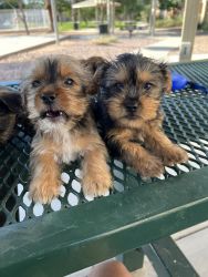 5 male yorkies for sale