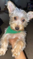 6 month old Yorkie terrier