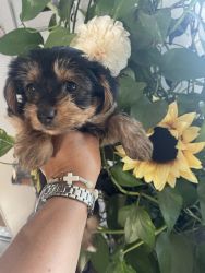 Yorkies puppies ready for new home