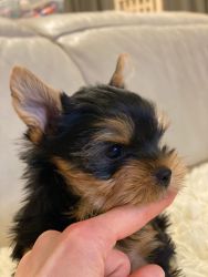 Cute YorksHire Terrier Puppies
