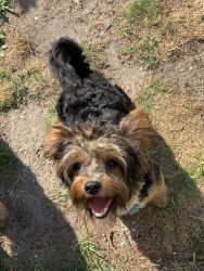 Yorkie Male-9 Months Old for Sale-NJ
