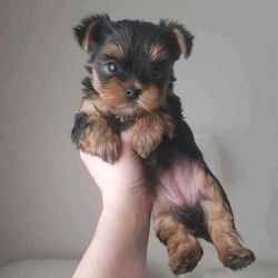 Healthy and adorable Yorkie puppies available for adoption