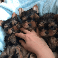 Teacup Yorkie Puppies Available