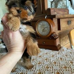 Yorkie puppy available