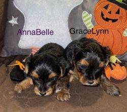 TCUP YORKIES FOR SALE