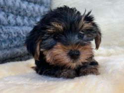 Healthy Yorkie for sale .