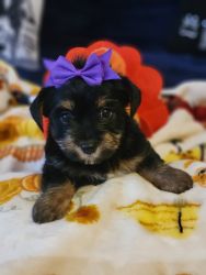 Adorable Yorkshire terrier puppy