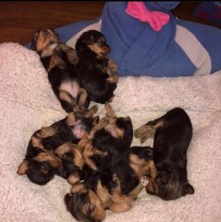 Exotic Yorkie puppies for adoption