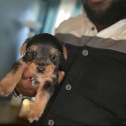 Beautiful yorky puppies for adoption.