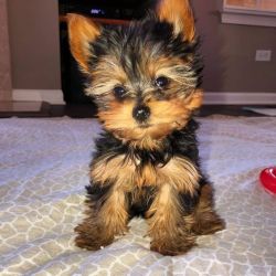 Teacup Yorkie puppies for sale