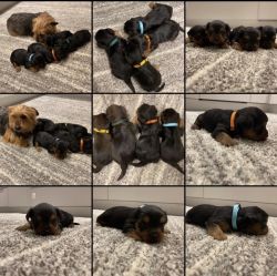 yorkie pups looking for a new home