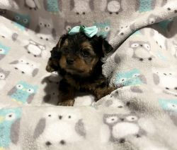 Beautiful teacup size Yorkie male puppy