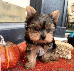 Adorable yorkie puppys available