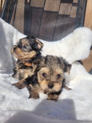 Adorable Yorkshire terriers puppies for new home