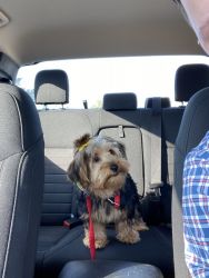 Yorkshire Terrier 6 mo puppy Female