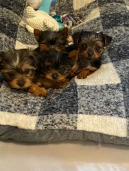 Rehoming 2 Puppies