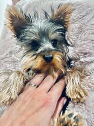 5month old Yorkie for sale