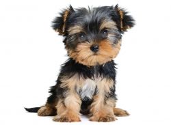 AKC Home raised yorkie puppies for Sale