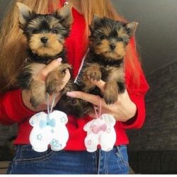 AKC Male and Female Yorkie Puppies