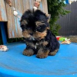 Good Home Trained Teacup Puppies