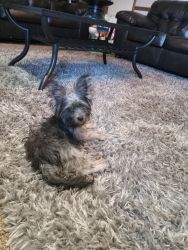 Yorkshire Terrie Rehoming