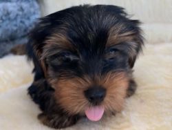 Healthy yorky puppies for sale