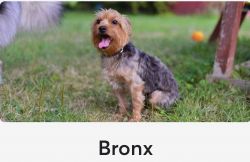 Bronx (2 year old Yorki) boy