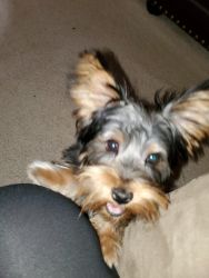 Our year old Yorkie Biscuit needs new loving home