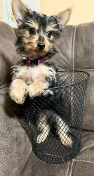 Puppies for sale Yorkie