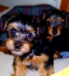 Yorky terrier puppies