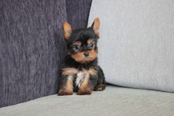 YORKSHIRE TERRIER PUPPIES READY NOW