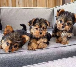 Cute loving Yorkie Puppies